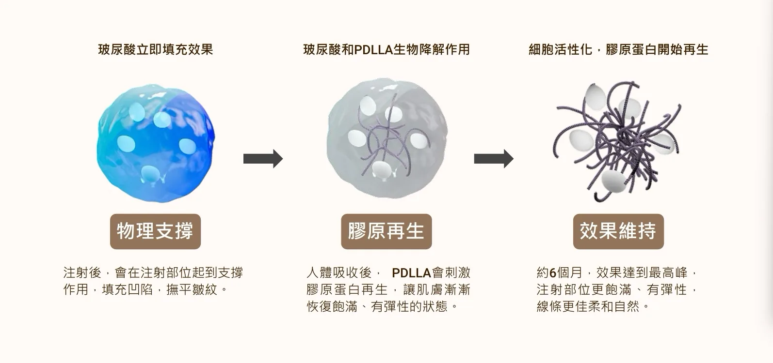 薇貝拉 介紹 2